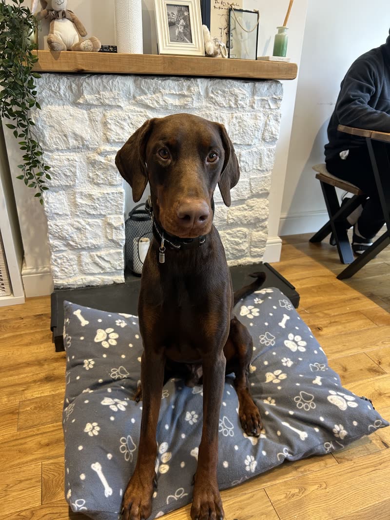 A brown Doberman sitting on a paw-print dog bed beside a stone fireplace