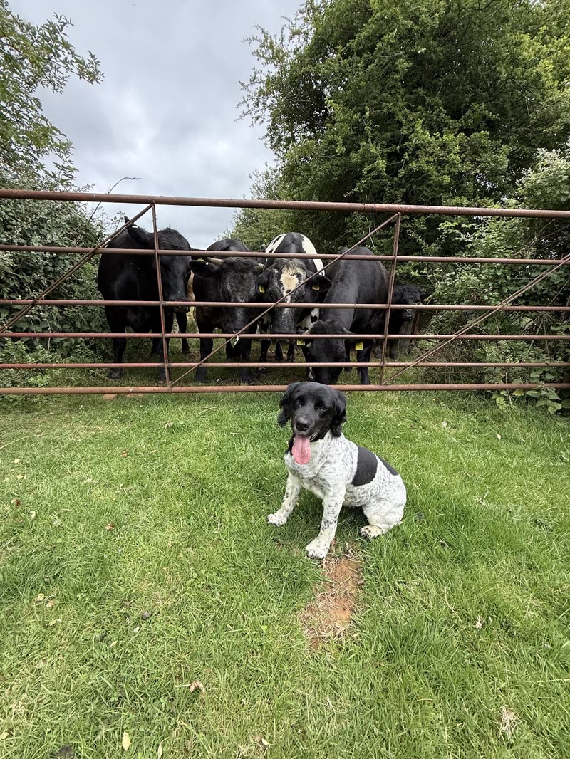 A black and white spaniel sitting on grass in a field with cattle behind a gate