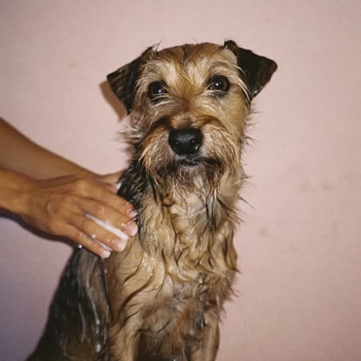 A small dog being bathed and lathered