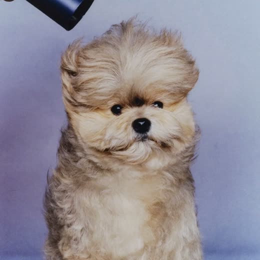 A fluffy dog with its coat blown out after drying