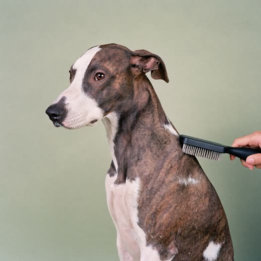A thick-coated dog being brushed to remove loose undercoat