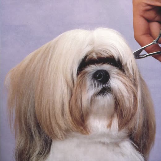 A dog having the hair around its eyes scissor-tidied